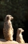 Picture of MEERKATS