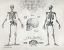 Picture of ELEGANT SKELETONS