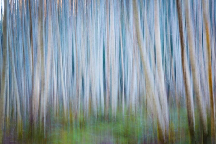 Picture of WINTER FOREST ABSTRACT II