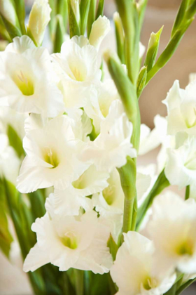 Picture of GLADIOLUS