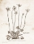 Picture of FLOWER PLATE I