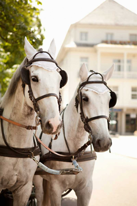 Picture of BRIDLED HORSES