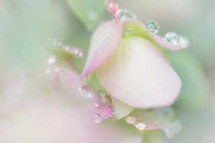 Picture of DEW COVERED OREGANO