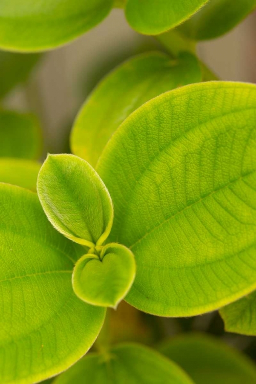 Picture of TROPICAL LEAVES I