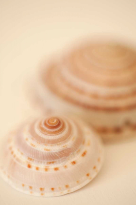 Picture of SEA SHELLS V