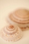 Picture of SEA SHELLS V