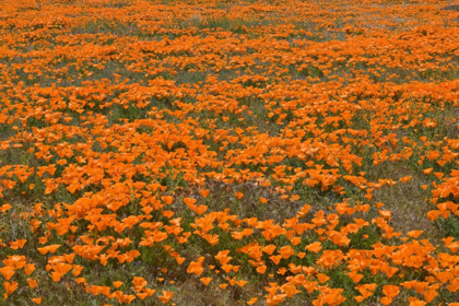 Picture of CALIFORNIA POPPIES II