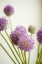 Picture of BLOSSOMS II