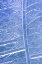 Picture of PATTERNS IN GLASS I