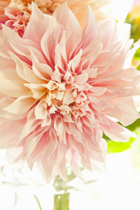 Picture of PINK DAHLIA I