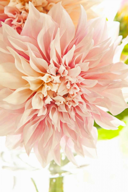 Picture of PINK DAHLIA I
