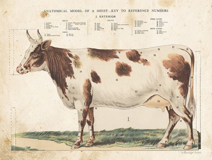 Picture of ANATOMICAL MODEL COW