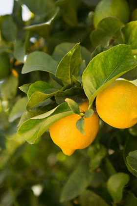 Picture of LEMON GROVE III