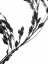 Picture of SOLILOQUY II