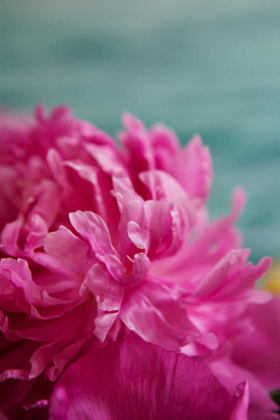 Picture of FUCHSIA PEONIES III