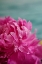 Picture of FUCHSIA PEONIES III