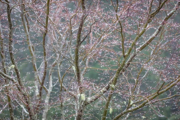 Picture of SPARKLING RAINDROPS II