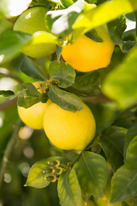 Picture of LEMON GROVE II