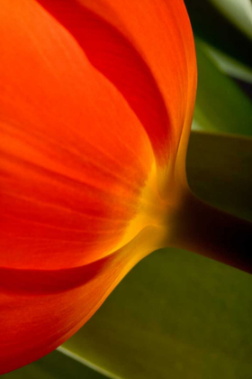Picture of TULIP DETAIL II
