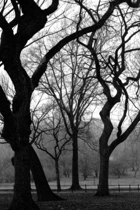 Picture of CENTRAL PARK DANCING TREES