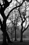 Picture of CENTRAL PARK DANCING TREES