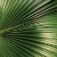 Picture of NATURE UP-CLOSE IV