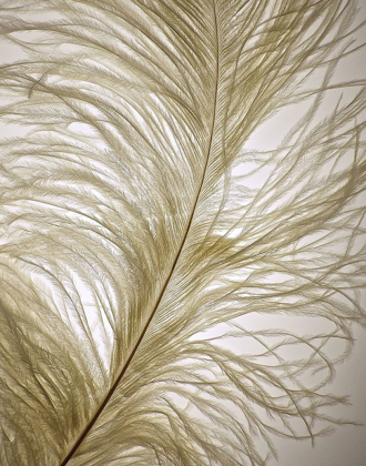 Picture of FEATHER CLOSE-UP I