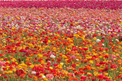 Picture of RANUNCULUS FIELD