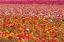 Picture of RANUNCULUS FIELD