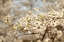 Picture of CHERRY BLOSSOMS II
