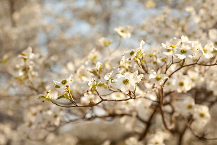 Picture of CHERRY BLOSSOMS II