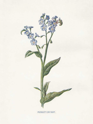 Picture of FORGET ME NOT