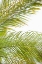Picture of PALMS IN THE SUN I