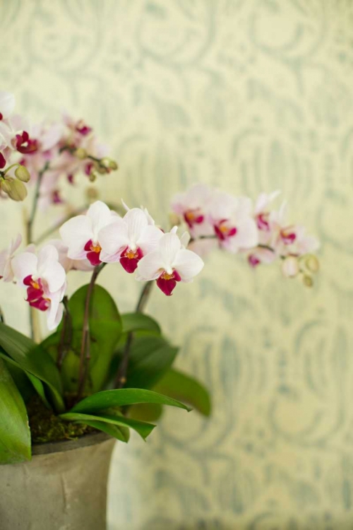 Picture of ORCHID VASE