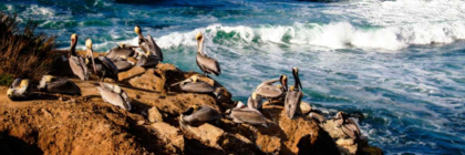 Picture of LA JOLLA PELICANS II