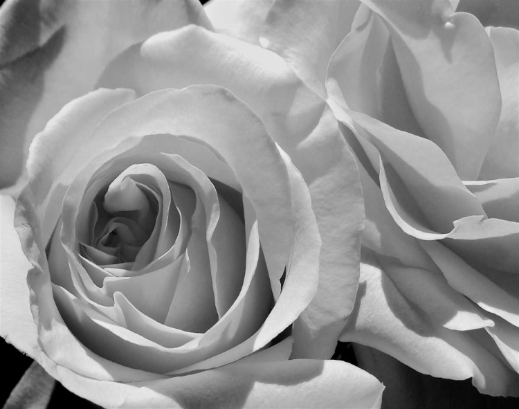 Picture of LESSENCE DE LA ROSE BW III