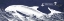 Picture of INDIGO WHALE II