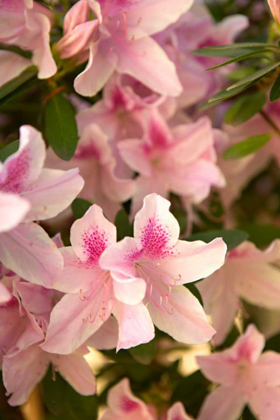 Picture of PINK RHODY II