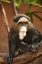 Picture of PRIMATE I
