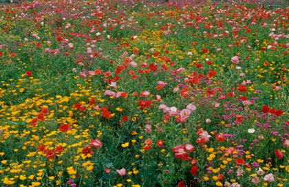 Picture of WILDFLOWER FIELD