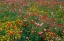 Picture of WILDFLOWER FIELD