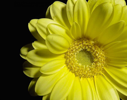 Picture of YELLOW DAISY