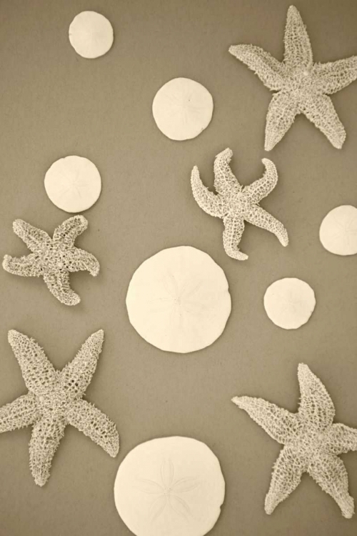 Picture of STARFISH AND SAND DOLLARS II