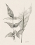 Picture of PLANT LIFE I