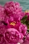 Picture of FUCHSIA PEONIES II