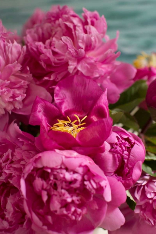 Picture of FUCHSIA PEONIES II