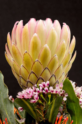 Picture of PROTEA ARTISTATA