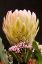 Picture of PROTEA ARTISTATA