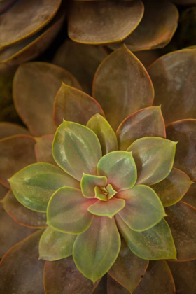 Picture of SUCCULENT I