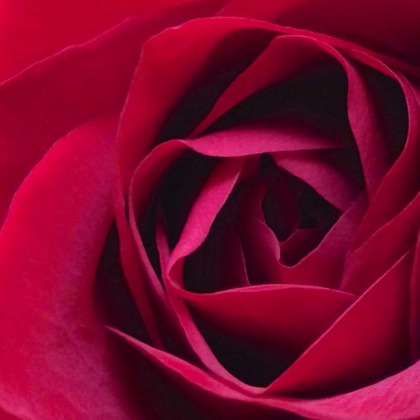 Picture of RED ROSE II